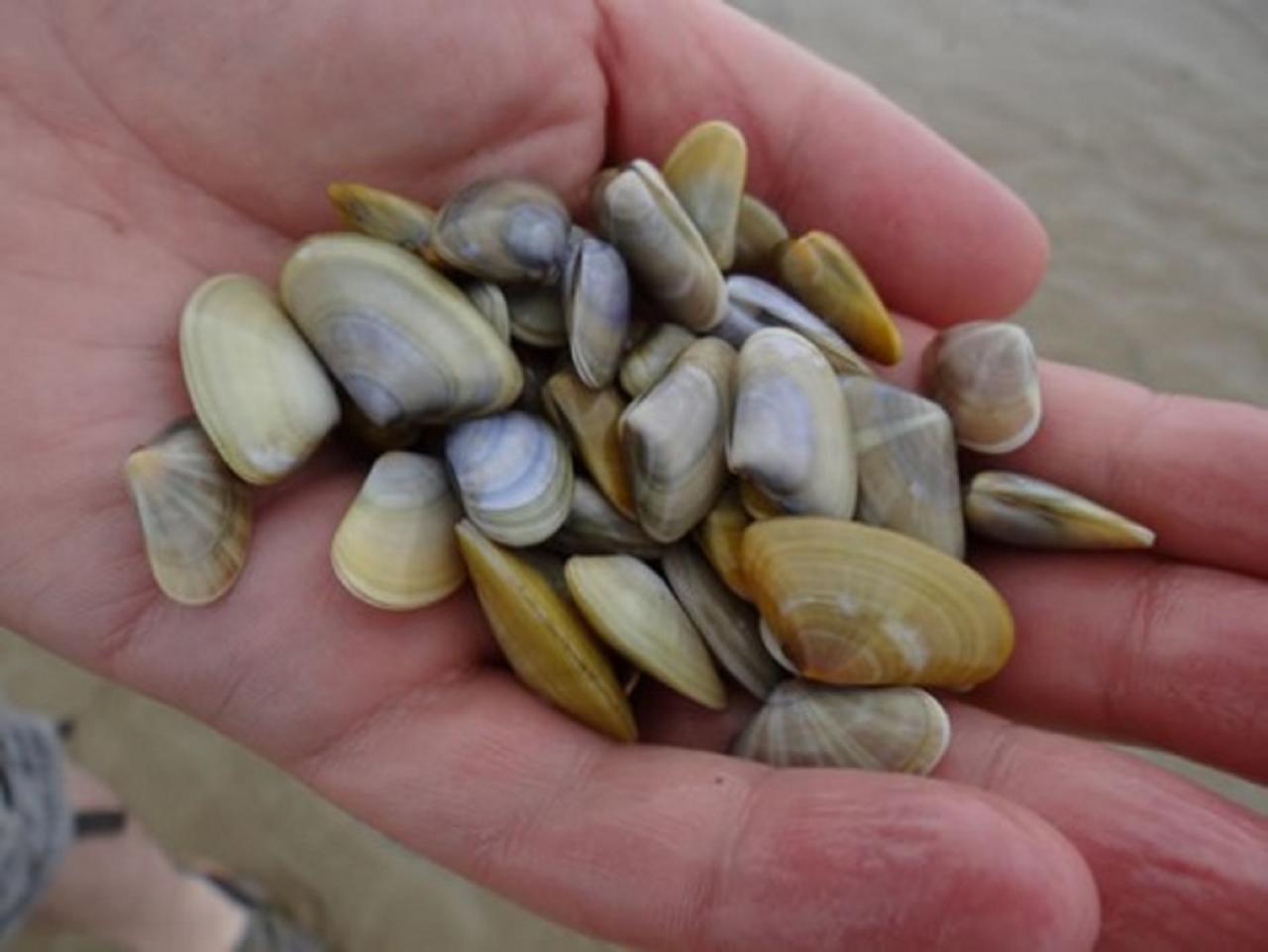 Tellines a ramaser sur la plage de L'Espiguette