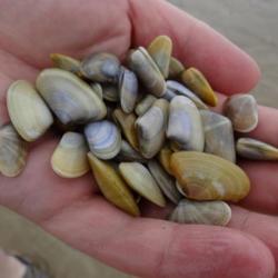 Tellines a ramaser sur la plage de L'Espiguette